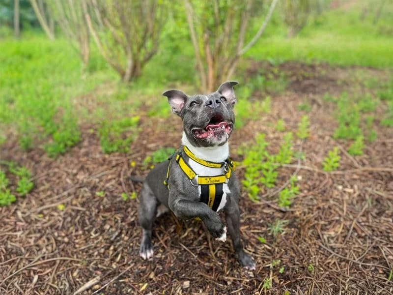 Pearl, female 4yo Staffordshire Bull Terrier for adoption at Dogs Trust Basildon, Wickford