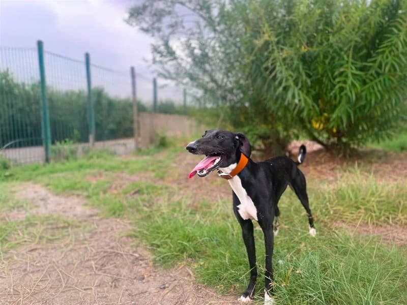Bonnie, female young mixed breed for adoption at Dogs Trust Basildon, Wickford
