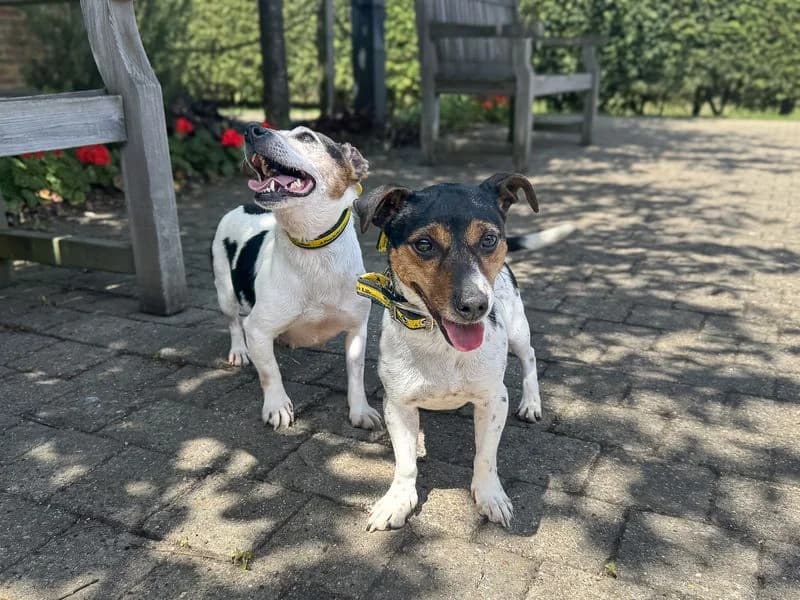 Bloom, female 6yo Jack Russell Terrier for adoption at Dogs Trust Basildon, Wickford
