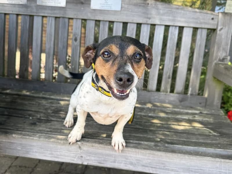 Iris, female young Jack Russell Terrier for adoption at Dogs Trust Basildon, Wickford