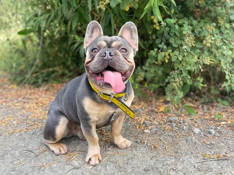 Mini, female English Bulldog for adoption at Dogs Trust Basildon, Wickford