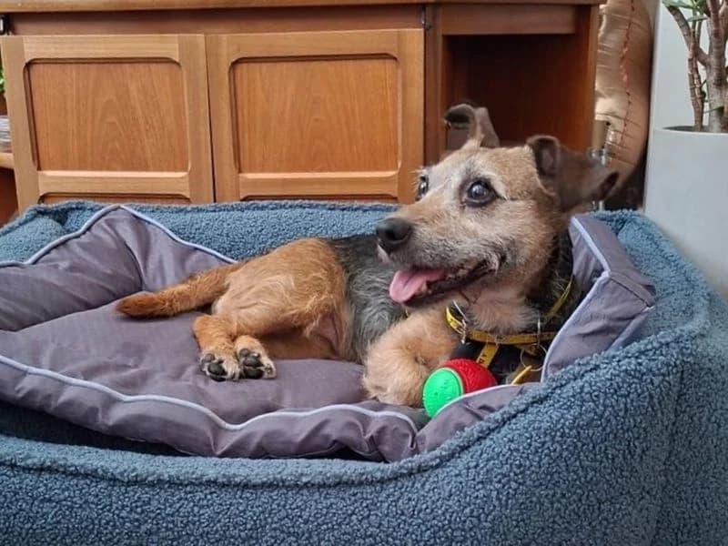 Bella, female senior Jack Russell Terrier for adoption at Dogs Trust Basildon, Wickford