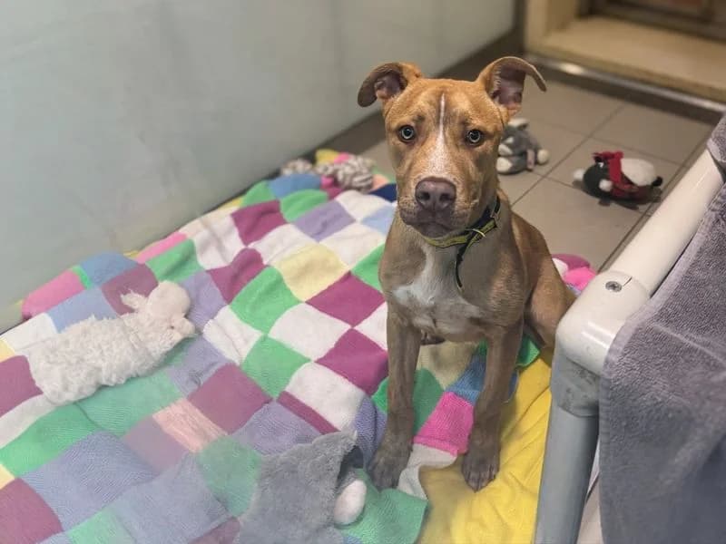 Arthur, male young Staffordshire Bull Terrier for adoption at Dogs Trust Basildon, Wickford