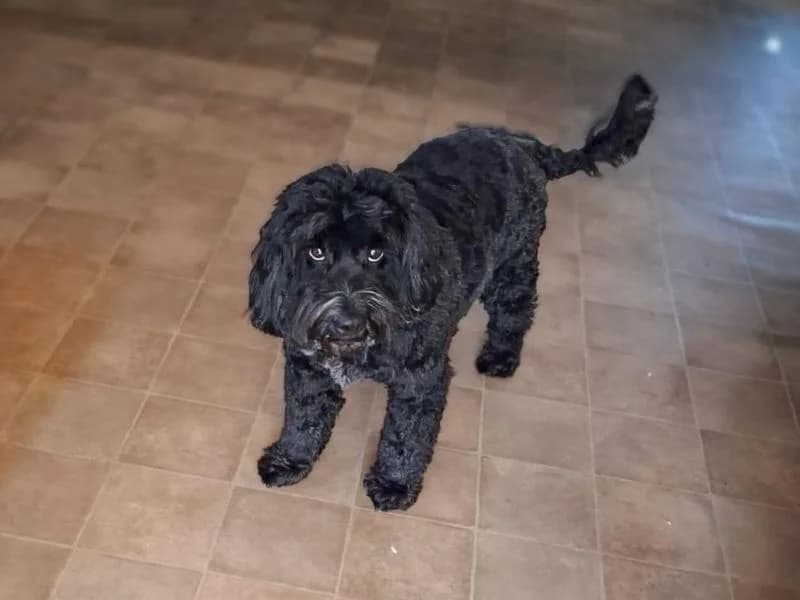 Rupert Bear, male Poodle for adoption at Dogs Trust Basildon, Wickford