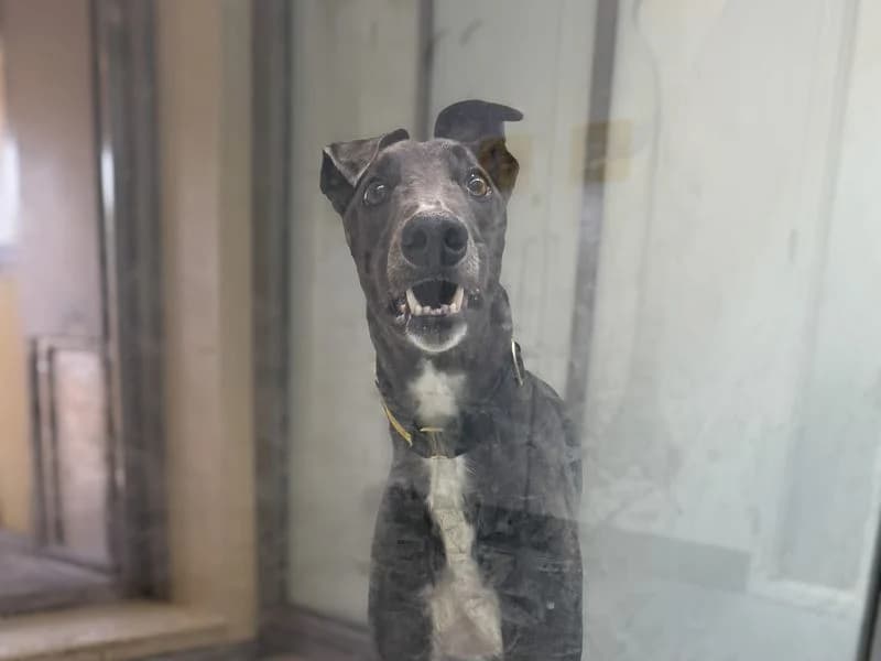 Doug, male 3yo Greyhound for adoption at Dogs Trust Basildon, Wickford
