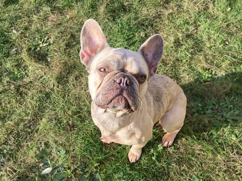 Lexi, female 4yo English Bulldog for adoption at Dogs Trust Basildon, Wickford