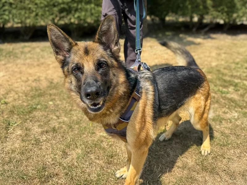 Damson, female 3yo mixed breed for adoption at Dogs Trust Basildon, Wickford