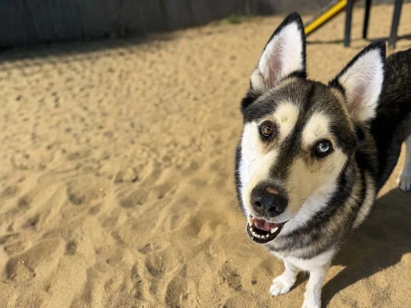 Yoda, male 6yo Husky for adoption at Dogs Trust Basildon, Wickford