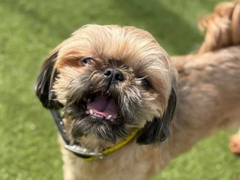 Sansa, female 6yo Shih Tzu for adoption at Dogs Trust Basildon, Wickford