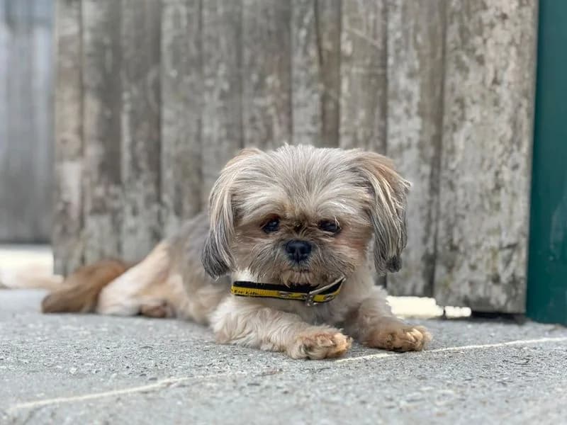 Purdy, female 5yo Shih Tzu for adoption at Dogs Trust Basildon, Wickford