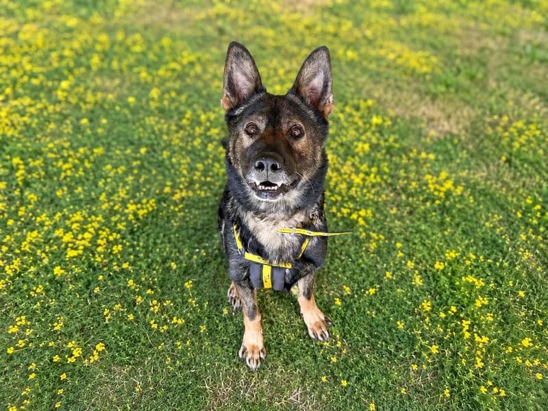 Edwin, male 6yo mixed breed for adoption at Dogs Trust Basildon, Wickford