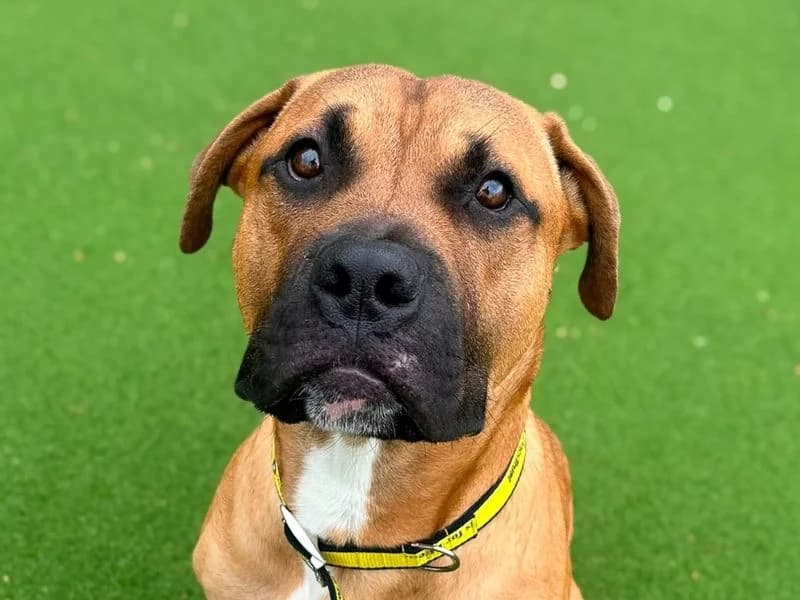 Basil, male puppy Staffordshire Bull Terrier for adoption at Dogs Trust Basildon, Wickford
