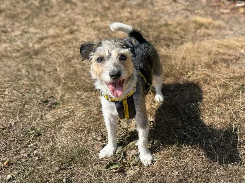 Florence, Jack Russell Terrier (Dogs Trust Basildon)
