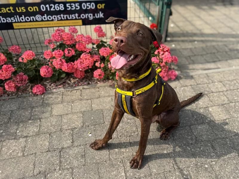 Clark, male young Staffordshire Bull Terrier for adoption at Dogs Trust Basildon, Wickford