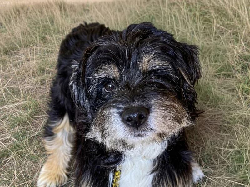 Daphne, female 4yo Border Collie for adoption at Dogs Trust Basildon, Wickford