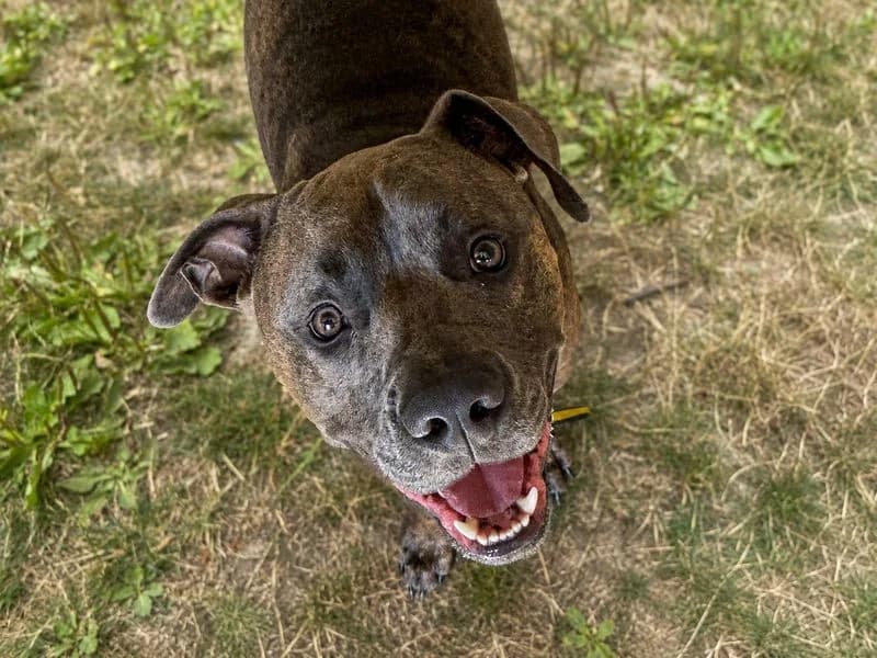 Koa, male young Staffordshire Bull Terrier for adoption at Dogs Trust Basildon, Wickford