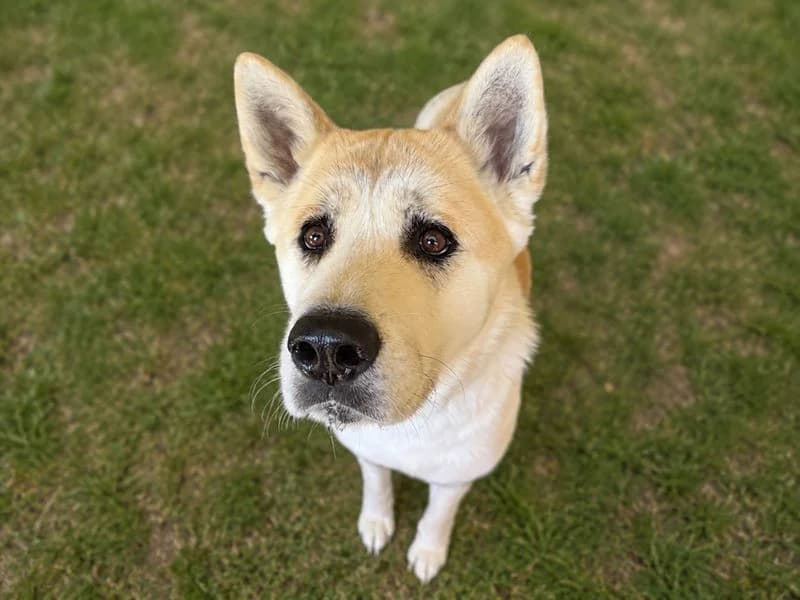 Aki, female 4yo Akita for adoption at Dogs Trust Basildon, Wickford