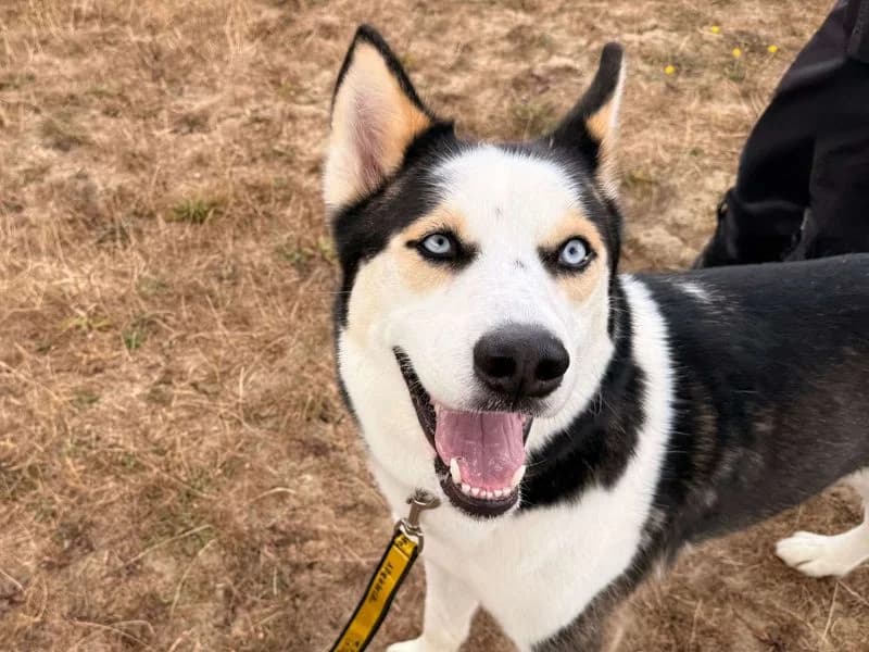 Hunter, male young Husky for adoption at Dogs Trust Basildon, Wickford