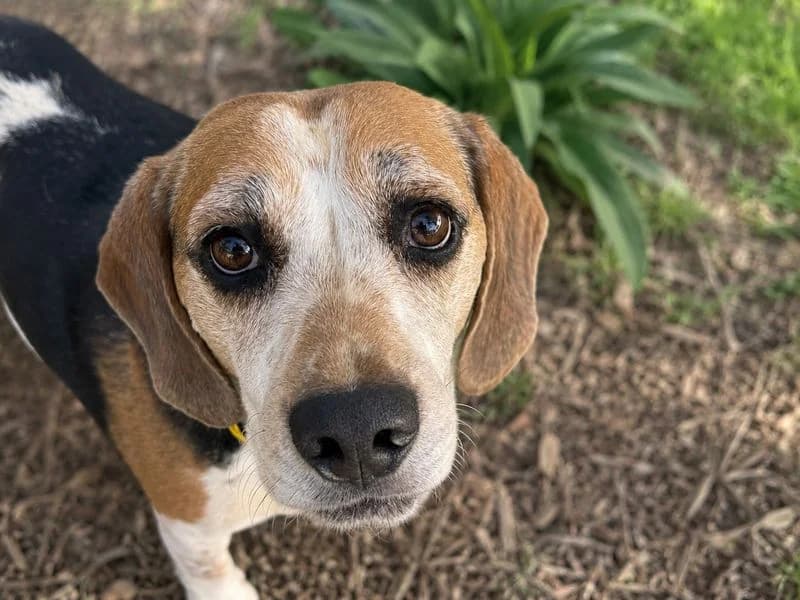Eddie, male 5yo Beagle for adoption at Dogs Trust Basildon, Wickford