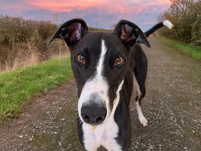 Graham, male 3yo Greyhound for adoption at Dogs Trust Basildon, Wickford