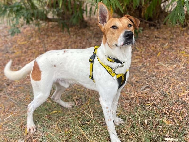 Boston, male young Labrador Retriever for adoption at Dogs Trust Basildon, Wickford