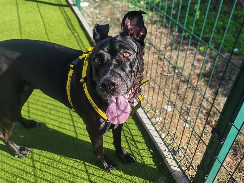 Arabella, female 4yo Dutch Shepherd for adoption at Dogs Trust Basildon, Wickford