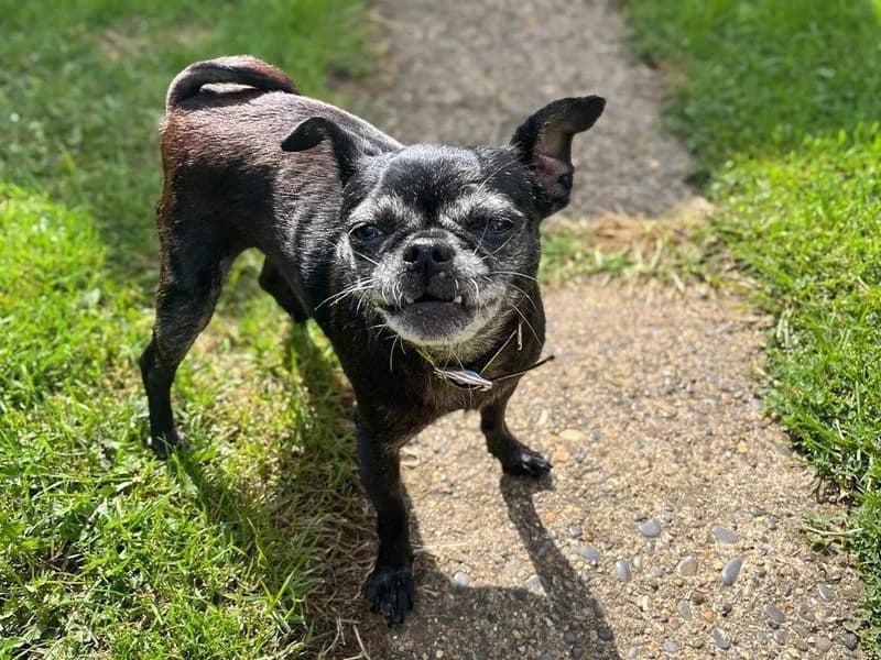Dolly Parton, female senior Chihuahua for adoption at Dogs Trust Basildon, Wickford