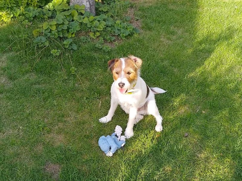 Bruno, male senior Jack Russell Terrier for adoption at Dogs Trust Basildon, Wickford