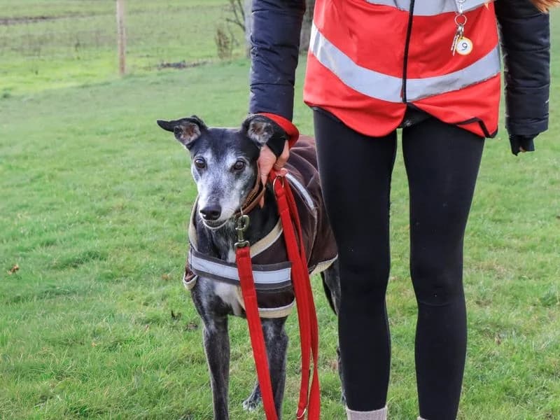 Jack, Greyhound (Dogs Trust Evesham)