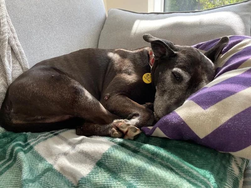 Chelsea, female senior Staffordshire Bull Terrier for adoption at Dogs Trust Evesham, Evesham