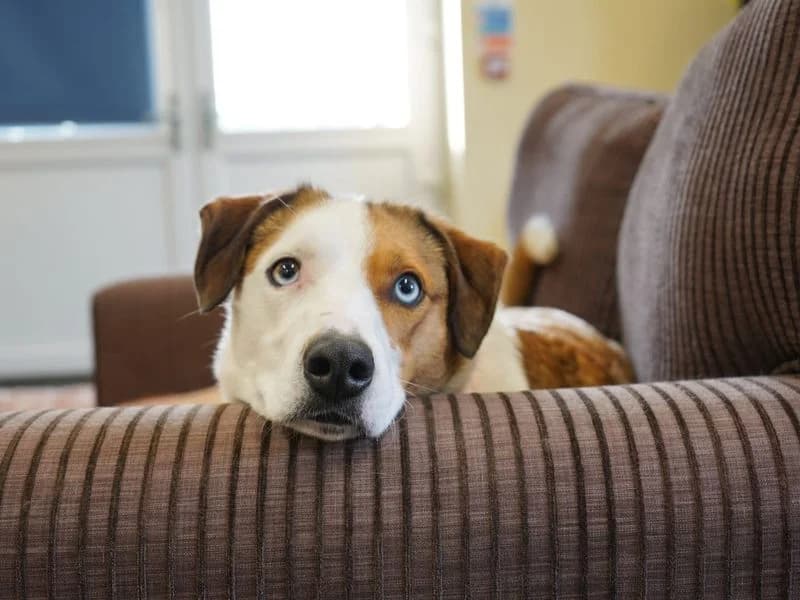 Cluedo, male 4yo Border Collie for adoption at Dogs Trust Evesham, Evesham