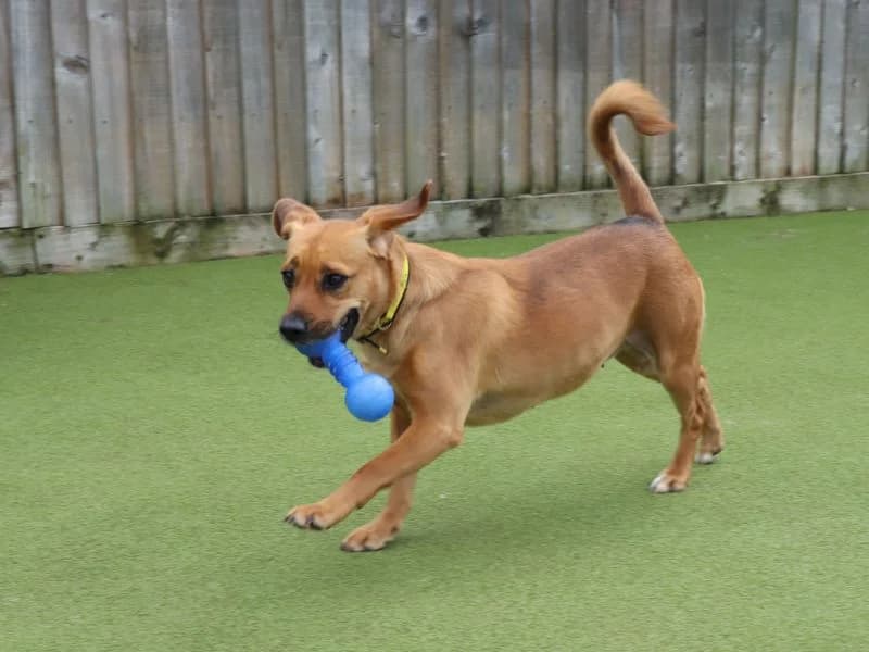 Skyla, female 6yo Mixed Breed for adoption at Dogs Trust Evesham, Evesham