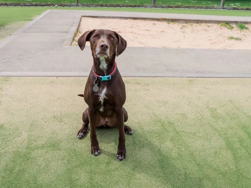 Oliver, male 3yo Mixed Breed for adoption at Dogs Trust Evesham, Evesham