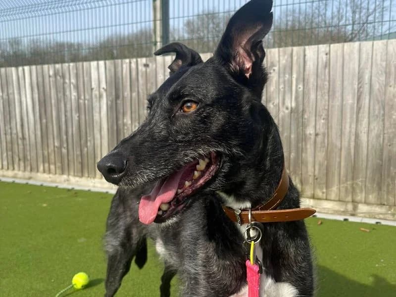 Trinket, male 4yo Lurcher for adoption at Dogs Trust Evesham, Evesham