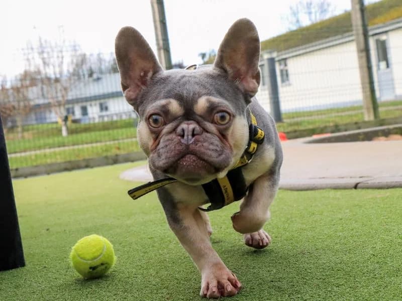 Griffin, male young English Bulldog for adoption at Dogs Trust Evesham, Evesham
