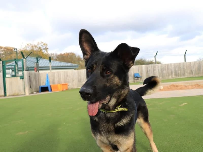 Esme,  (Dogs Trust Evesham)