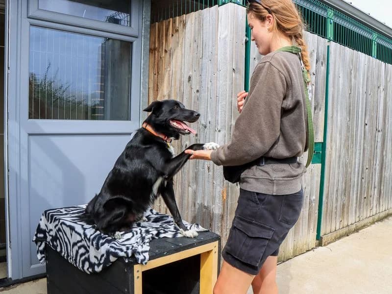 Monty, male young Border Collie for adoption at Dogs Trust Evesham, Evesham