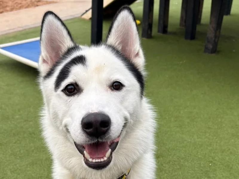 Floki, male young Husky for adoption at Dogs Trust Evesham, Evesham