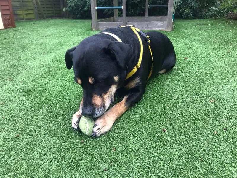 Mr Tubbs, male 6yo Staffordshire Bull Terrier for adoption at Dogs Trust Evesham, Evesham