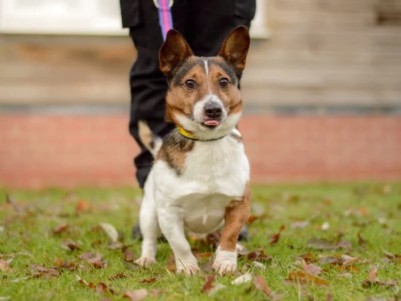Potter, male 6yo Jack Russell Terrier for adoption at Dogs Trust Evesham, Evesham