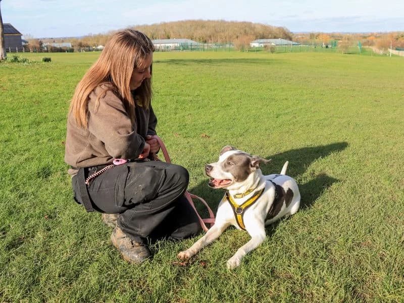 Jester, male young Staffordshire Bull Terrier for adoption at Dogs Trust Evesham, Evesham