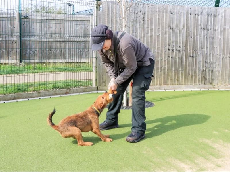 Georgie,  (Dogs Trust Evesham)