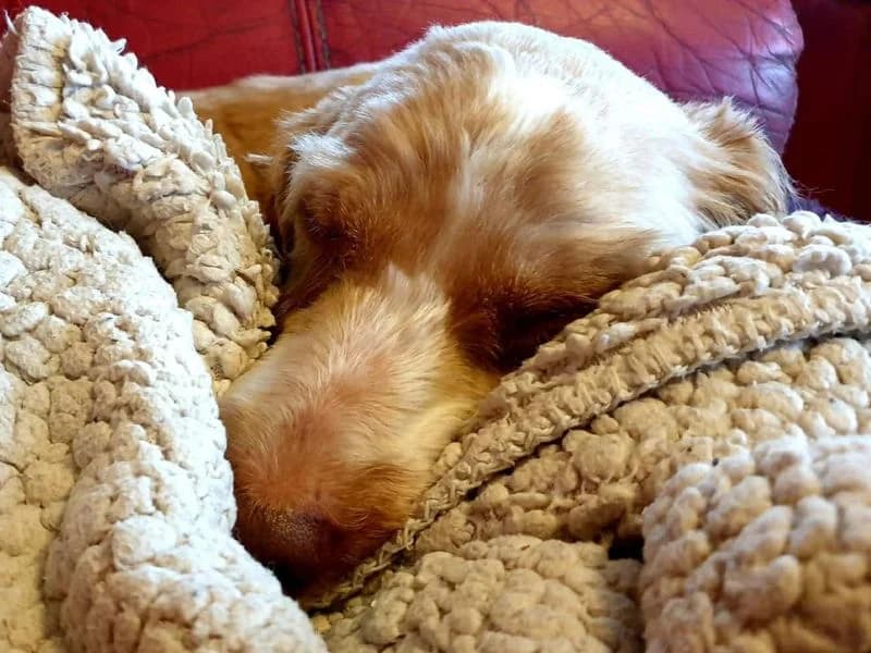 Canolli, female senior Cocker Spaniel for adoption at Dogs Trust Evesham, Evesham