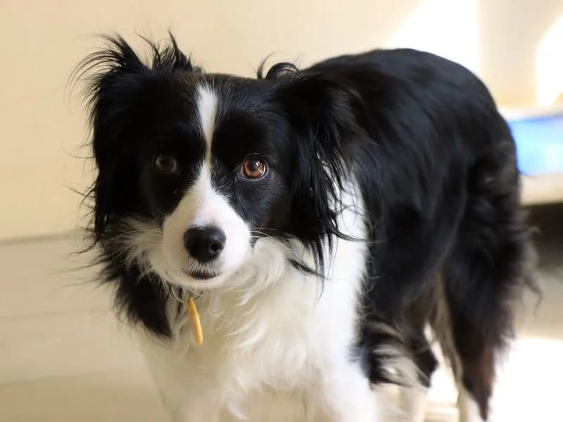 Violet, female 3yo Collie for adoption at Dogs Trust Evesham, Evesham
