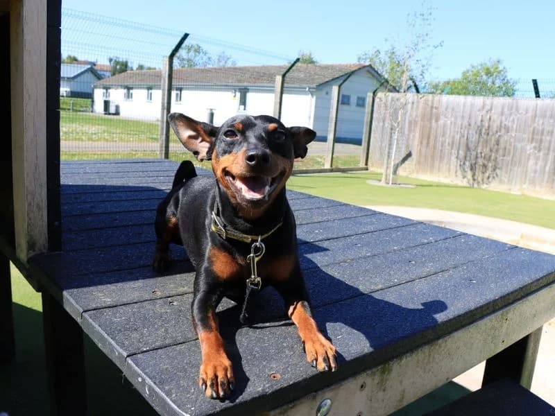Toasty, male 4yo mixed breed for adoption at Dogs Trust Evesham, Evesham