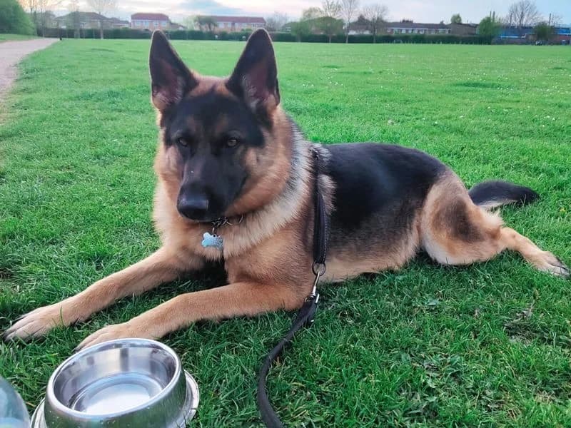 Keita, female 6yo mixed breed for adoption at Dogs Trust Evesham, Evesham