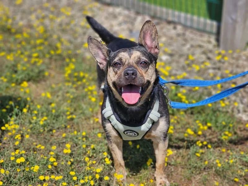 Indigo, female young English Bulldog for adoption at Dogs Trust Evesham, Evesham