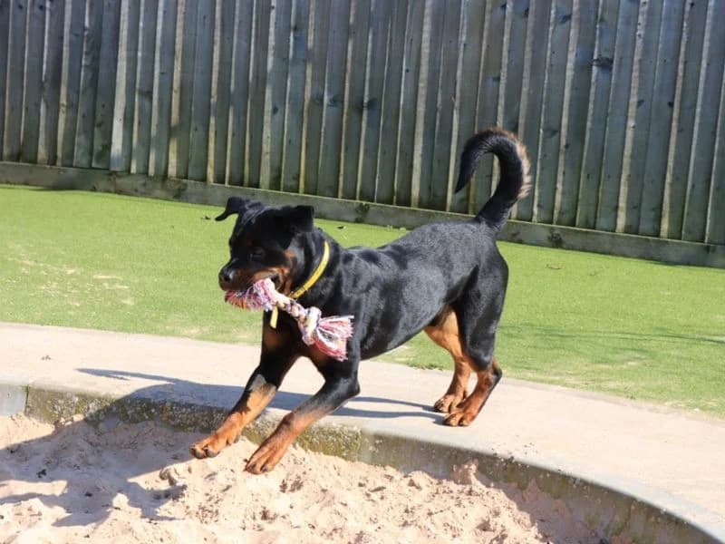Roger, male 4yo Rottweiler for adoption at Dogs Trust Evesham, Evesham