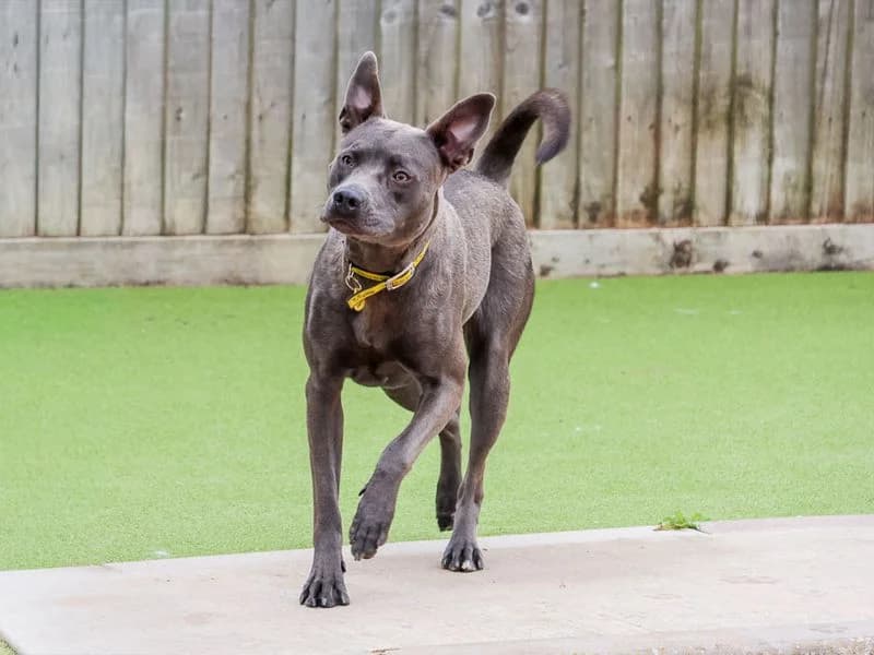 Luna, female young Staffordshire Bull Terrier for adoption at Dogs Trust Evesham, Evesham