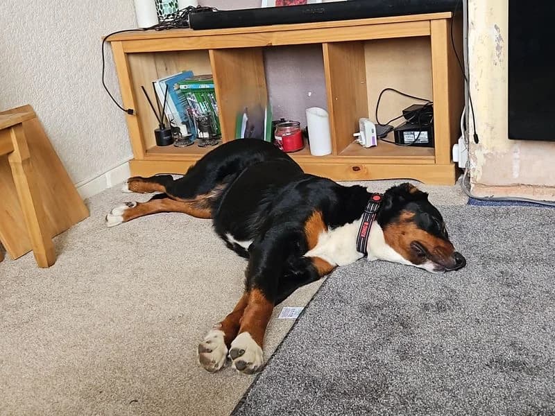 Nala, female young Bernese Mountain Dog for adoption at Dogs Trust Evesham, Evesham